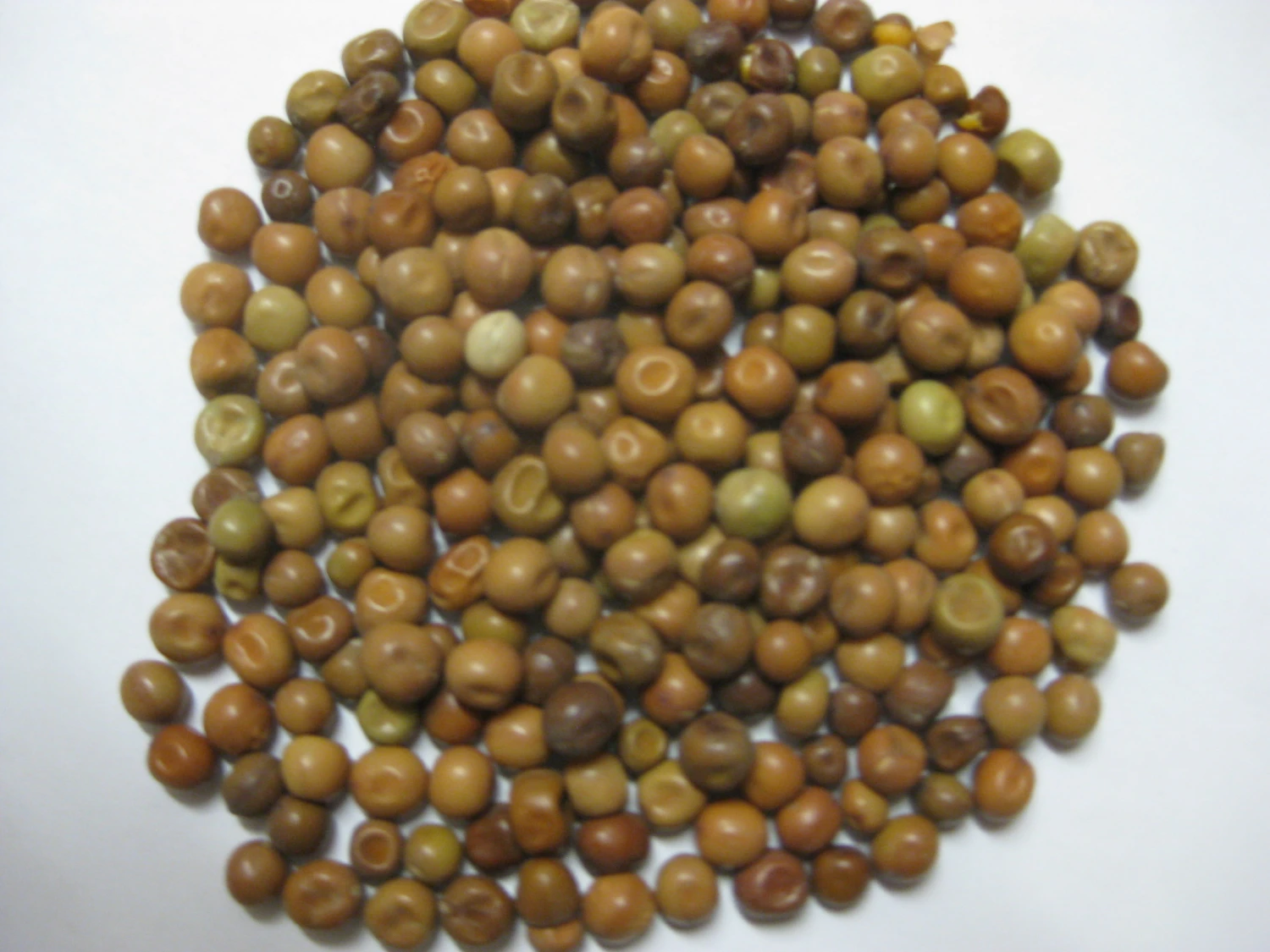 Dunpeas - Vanrobaeys 25kg 3 Dunpeas - Vanrobaeys 25kg