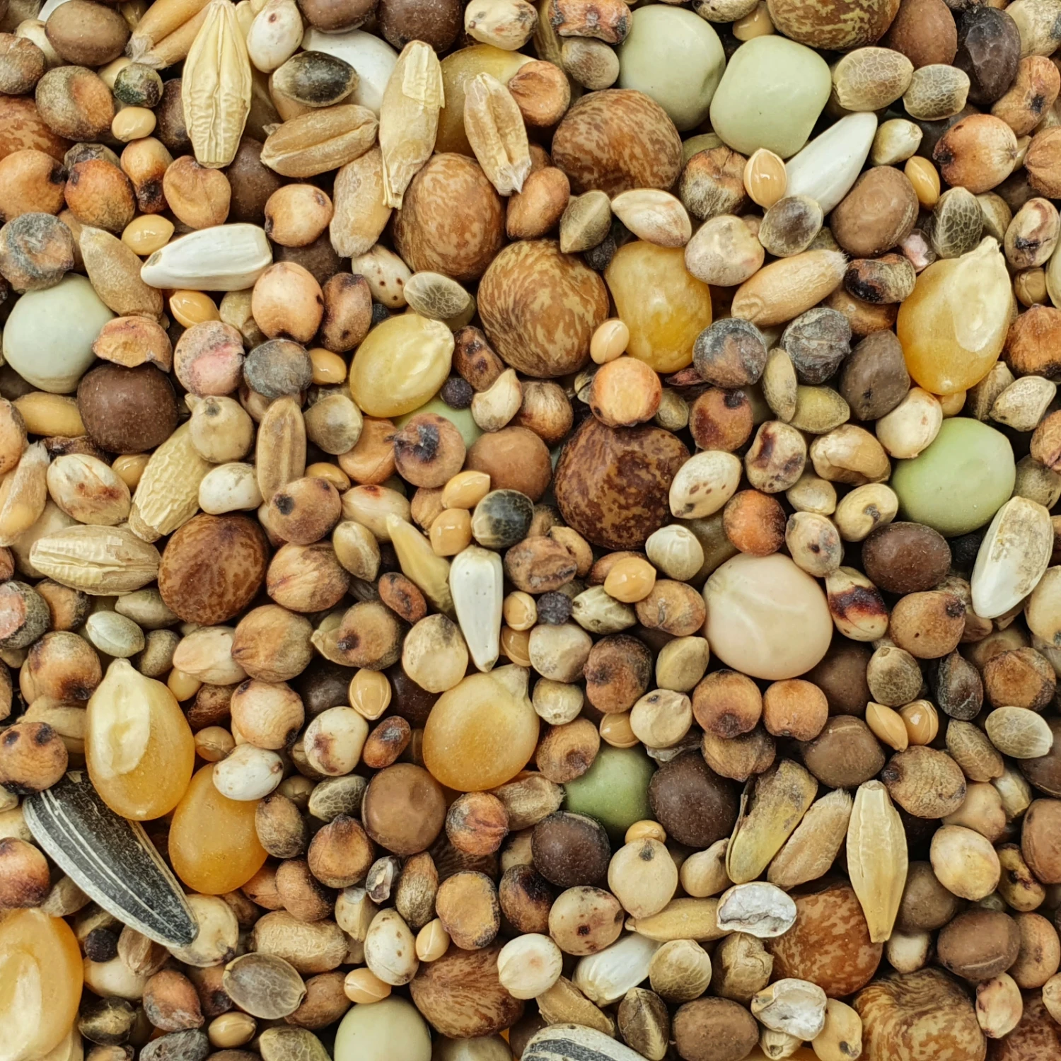 Spinne Stipsky Mischung - Tümmler 25kg 3 Spinne Stipsky Mischung - Tümmler 25kg